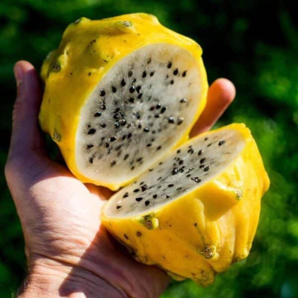 Drachenfrucht (Pitaya)