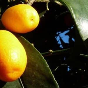Kumquats