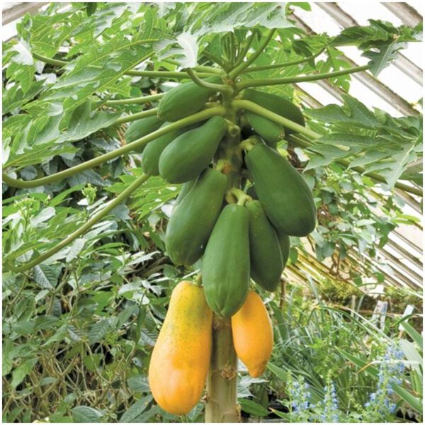 Papaya Sensation 2